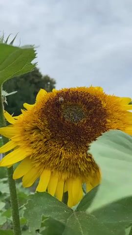 A close-up shot of a sunflower with a bee collecting pollen. The sunflower is in focus, with its bright yellow petals and brown center clearly visible. A bee is actively working on the center of the flower, its legs dusted with yellow pollen. The background is slightly blurred, showing green leaves and a cloudy sky. The video is shot in portrait mode and appears to be taken outdoors on a bright, overcast day.