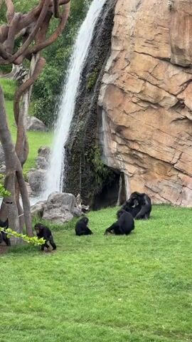 A group of chimpanzees is in an outdoor enclosure with a waterfall and a large rock formation. Several adult chimpanzees are grooming each other while two younger chimpanzees play on the grassy ground.