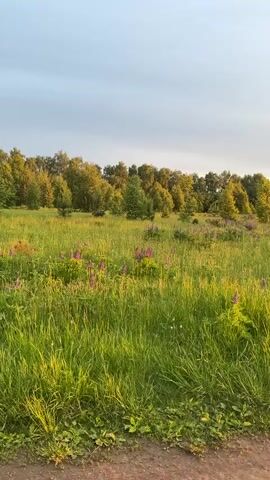 The camera pans across a rural landscape, transitioning from a blurry view of trees and green grass to a clear shot of a dirt road leading towards a vivid sunset. The sky is a mix of blues, grays, and oranges, reflecting the setting sun's glow. The field is filled with green grass and dotted with some purple flowers. A line of trees can be seen in the distance, silhouetted against the bright sky. The sun creates a lens flare as it dips near the horizon.