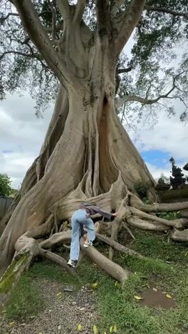 The video shows a person climbing the roots of a massive tree. The tree has a thick, light-colored trunk and sprawling branches. The person is wearing jeans and a dark-colored top and is facing the tree, using the exposed roots as steps to climb. The ground around the tree is covered in grass and small gravel. A portion of what appears to be a stone structure is visible to the right. The sky is partly cloudy.