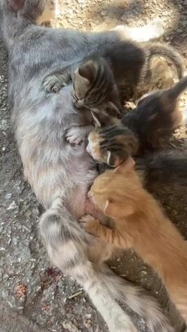 A mother cat is lying down with four kittens feeding from her. The kittens are of various colors and patterns including tabby, orange, and calico. The mother cat is a grey tabby. They are on a rough, textured surface that appears to be outdoors. The scene is lit by sunlight, creating shadows.