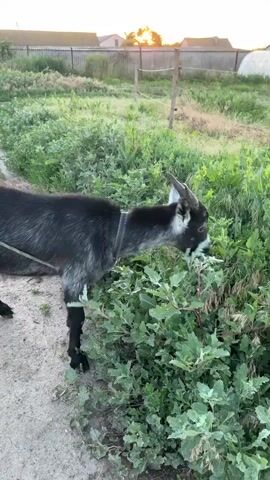 A black and white goat with short horns is grazing on green vegetation. The goat is wearing a blue collar. The background shows a rural setting with a fence and some buildings in the distance. The sun is setting, casting a warm glow.