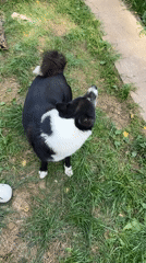 Black and white dog plays around on grass in Krasnogorskoye