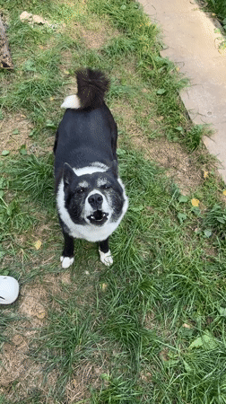 Black and white dog plays around on grass in Krasnogorskoye