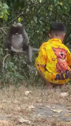 A boy wearing a yellow outfit with a cartoon cat sits on the ground and reaches toward a dusky leaf monkey. The monkey, which is gray with a white belly, sits in a tree and reaches for food from the boy. The tree and some dry grass are in the background.