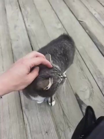 A person's hand is stroking the head of a grey tabby cat. The cat is facing to the right, with its eyes closed. The cat is standing on a wooden surface, possibly a deck or boardwalk. The background is blurred, but appears to be more of the wooden surface. The scene is shot from a high angle, looking down at the cat and the hand.