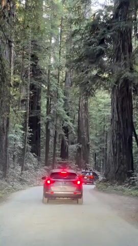 A video shows cars driving down a dirt road surrounded by tall redwood trees. The road is curved and dirt. The trees are very tall and close together, with green leaves. There are at least three cars visible. The first car in the foreground is a dark SUV. Behind it, there is another dark SUV. Further ahead, a third vehicle, possibly an SUV, is visible. The brake lights of the first two cars are illuminated. The video is shot from within the first car, looking forward. The lighting suggests it is daytime, possibly late afternoon, with dappled sunlight filtering through the trees.