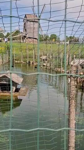 A blurry video captures a pond surrounded by a wire fence. In the background, a rustic wooden windmill stands tall against a grassy hillside. Several small wooden duck houses are scattered around the pond's edge. Ducks can be seen swimming in the water, and one white duck is visible on the right side of the pond. The fence obstructs a clear view of the entire scene.