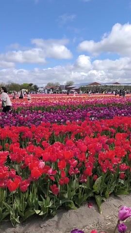 The video depicts a vast tulip field, with rows of flowers in vibrant colors, primarily red, purple, and yellow. Many people are walking through the field, some taking pictures. The sky is blue with scattered clouds. The camera angle is from ground level, emphasizing the height of the tulip field and the presence of people within it.
