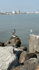 Coastal wildlife and scenery documented in Coatzacoalcos waterfront