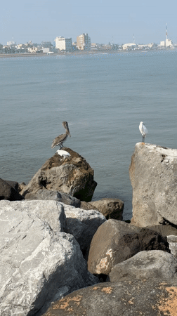 Coastal wildlife and scenery documented in Coatzacoalcos waterfront