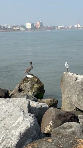 Coastal wildlife and scenery documented in Coatzacoalcos waterfront