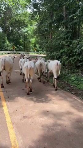 A herd of white cows walks along a paved road through a forest. The cows are facing away from the camera, and their backs are visible. They are walking in the same direction, and the road curves to the left. The trees on either side of the road are dense and green. There are a few warning signs on the side of the road. The sky is not visible.