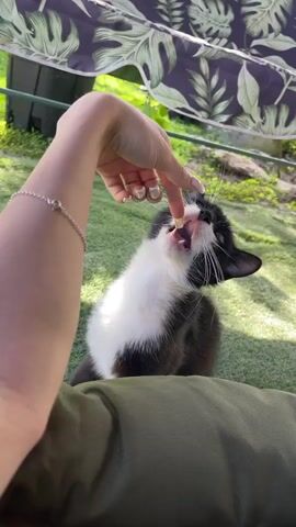 A person's hand with white and nude French tip manicured fingernails gently touches a black and white cat's nose. The cat's mouth is open, revealing its teeth and pink tongue. The cat is outdoors with green grass and foliage in the background.