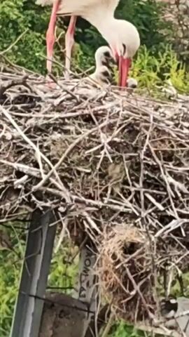 The video shows a stork feeding its young in a nest. The stork is large and white with black wing tips and long red legs and beak. It stands in a large nest made of twigs and branches. Two baby storks with fluffy gray feathers are visible in the nest, waiting to be fed. The adult stork lowers its head, presumably to regurgitate food for its chicks. The nest is situated on top of a pole with a sign on it. There are green trees and foliage in the background.