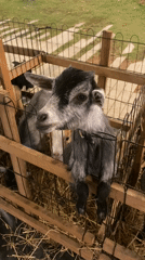 Baby bottle-feeds goats at Thai petting zoo