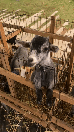 Baby bottle-feeds goats at Thai petting zoo