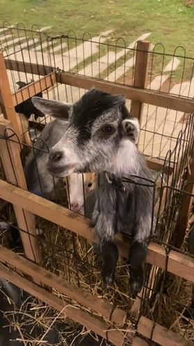 Baby bottle-feeds goats at Thai petting zoo