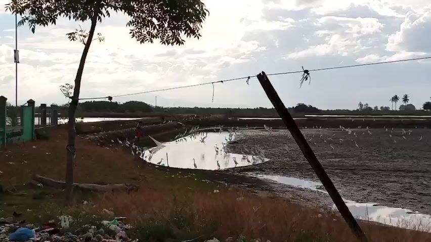 The video shows a wide shot of a body of water, likely a fishpond or aquaculture farm, with many white birds scattered throughout. The water is partially dried up, with muddy areas visible. A small tree stands in the foreground, with a wire strung between two poles. To the left, there is a green building with a fence. There is also trash scattered on the ground in the foreground. The sky is cloudy.