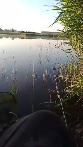 The video shows a tranquil scene by a body of water, likely a lake or pond, during what appears to be early morning or late evening due to the soft lighting and a light mist on the water's surface. The camera is positioned low, close to the ground, and pans slightly to the right. In the foreground, we see a person's leg covered in dark fabric, suggesting they are seated. To the left, a fishing net is visible partially submerged in the water. Next to it is a small white bucket containing what appears to be bait, with a small green lure on top.

The water is calm, reflecting the pale sky and the surrounding vegetation. Several reeds and tall grasses grow out of the water, some of which are submerged. Two fishing rods are set up, extending into the water. The first rod, closer to the left side of the frame, has its line disappearing into the water among the reeds. The second rod, to the right, also has its line in the water. The tip of the second rod shows a small, brightly colored bobber or indicator, suggesting it is actively being used for fishing.

The background consists of a distant shoreline with a line of trees and low buildings, hinting at civilization beyond the immediate natural setting. The overall atmosphere is peaceful and suggests a quiet moment of fishing. The video has a slight blur to it, consistent with being recorded on a mobile device without stabilization.