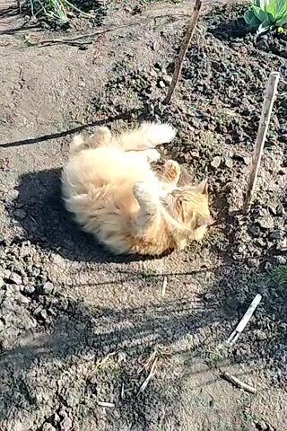 This media file shows a fluffy, orange cat lying on its back in a patch of loose, dark soil. The cat is in a garden or allotment, evidenced by the dirt, some sparse vegetation in the background, and two wooden stakes planted in the ground. A thin, white object, possibly a broken twig or piece of plastic, lies to the right of the cat. The cat's tail is curled up over its body, and its paws are splayed out. Its eyes are closed, and its head is tilted slightly to the side, suggesting it is relaxed or enjoying the sun. The lighting indicates it is daytime, with bright sunlight casting shadows on the ground. The overall impression is of a domestic cat enjoying a moment of leisure in an outdoor setting.