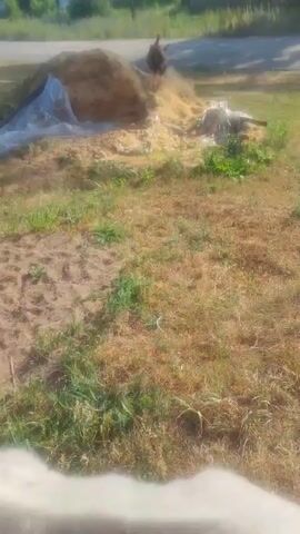 This media file captures an outdoor scene in Sokolovo, Russia. The central subject is a large pile of what appears to be sand or soil, partially covered with a translucent plastic sheet. To the left of the pile, a large blue tarp is visible. Behind the pile, a road curves into the distance, flanked by green trees and vegetation. Two houses with green roofs are nestled amongst the trees in the background, suggesting a rural or semi-rural setting. The sky is a clear blue with a few wispy clouds, and the lighting indicates it is daytime, likely late morning or early afternoon, given the shadows. The ground in the foreground is a mix of dry grass and bare earth. There is no visible text in the media file. The overall impression is one of a quiet, possibly agricultural or construction-related scene in a natural landscape.