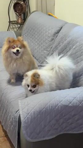 The video shows two Pomeranian dogs sitting on a gray couch. One dog is tan and standing up, while the other is white and tan and initially lying down, then standing. A person makes a clicking sound to get the dogs' attention, and they look toward the sound. An end table with a clock is visible in the background. The dogs appear alert and playful.
