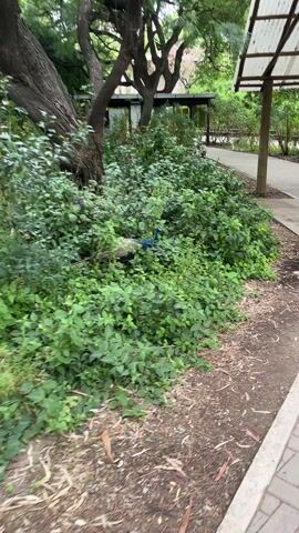 A peacock emerges from a dense patch of green bushes on the left side of the frame. It is a male peacock, identifiable by its iridescent blue neck and chest, green body plumage, and patterned tail feathers, though its elaborate train is not fully displayed. The bird walks purposefully from the dirt and foliage onto a paved walkway made of grey interlocking bricks. It continues walking along the path, moving from the left side of the frame towards the right, then turning to walk generally away from the camera. The setting appears to be an outdoor park or garden, with numerous large trees and more green foliage visible in the background. Wooden support beams or pergola structures are also visible along the path. The lighting suggests it is daytime, and the overall atmosphere is calm.