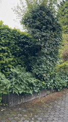A quiet August afternoon at a Krefeld home, inside and out