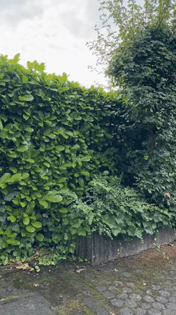 A quiet August afternoon at a Krefeld home, inside and out