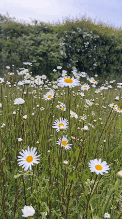 Person picks daisies in Great Yarmouth meadow