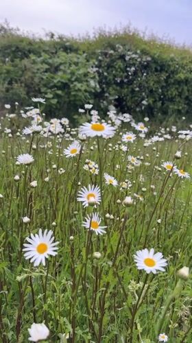 Person picks daisies in Great Yarmouth meadow
