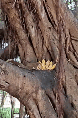 Squirrels, banyan trees, and street life in old Ayutthaya