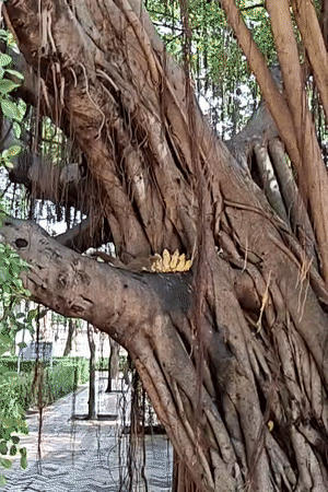 Squirrels, banyan trees, and street life in old Ayutthaya
