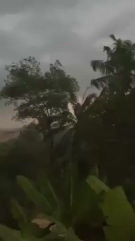 A stormy scene unfolds with dark, turbulent clouds dominating the sky. The wind whips through the lush, green trees, including palms and banana plants, causing their branches to sway violently. The low lighting and overcast sky create an ominous atmosphere. Rain may be falling, though it's hard to discern clearly. Overall, the video captures the power and drama of an intense weather event.
