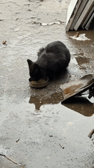 Flooding documented in Gabrovo as cat feeds amid standing water