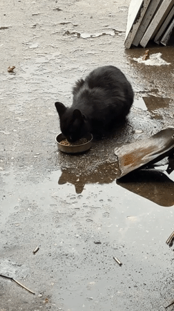 Flooding documented in Gabrovo as cat feeds amid standing water