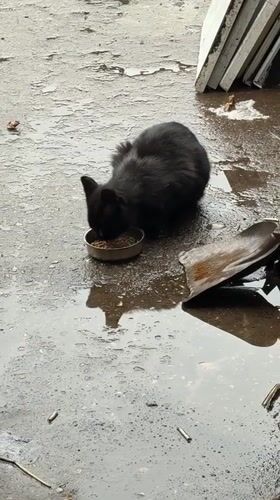 Flooding documented in Gabrovo as cat feeds amid standing water
