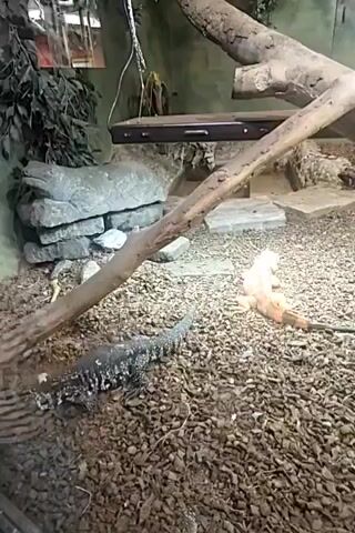 The video shows two lizards in an enclosure. One lizard is black and white and appears to be moving towards the left. The other lizard is orange and is located to the right, near a large branch. The enclosure has a gravelly floor, rocks, and a log. There are also some plants in the background.