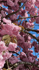 Cherry blossoms reach full bloom in Surrey, Canada