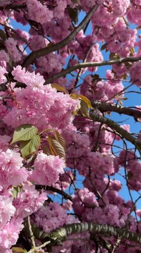 Cherry blossoms reach full bloom in Surrey, Canada
