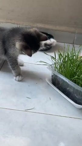 A grey and black tabby kitten with white paws is playing with a plant of grass in a plastic container. The kitten is reaching out with its paw to touch the grass. To the right of the grass, an orange and white kitten is sitting and looking down at the grass. In the background, there is a dark bowl with water, a large plastic water bottle, and a blue stool. The floor is tiled.