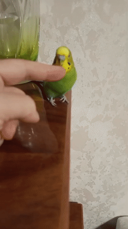 Budgie on a wooden surface, Tbilisi home setting