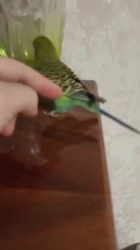 Budgie on a wooden surface, Tbilisi home setting