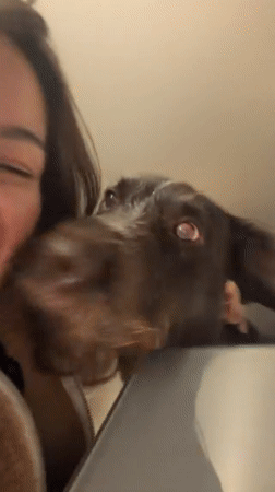 Evening dog gathering captured in multiple moments across Funchal