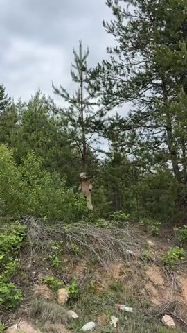 The video shows a large, dirty teddy bear propped up in the middle of a pine tree, standing upright. The tree is surrounded by dense green foliage and other pine trees, with a cloudy sky overhead. The ground slopes upward, with a mix of dead branches, weeds, and litter, including discarded bottles, visible near the base of the vegetation. The camera zooms in and out on the bear and the tree.