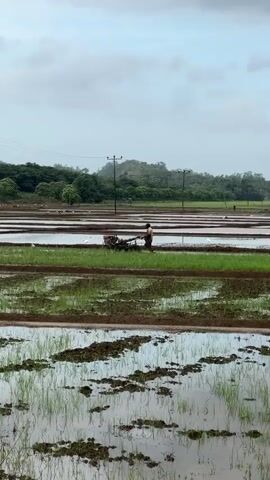 A person is walking in a flooded rice paddy while operating a tiller. The person is wearing a brown shirt and possibly shorts. The tiller is a two-wheeled machine that is digging into the mud. The rice paddy is divided into sections by raised walkways. There are small green plants growing in some of the sections. In the background, there are trees and hills. The sky is cloudy and overcast. There are utility poles with wires running across the field. The overall scene depicts agricultural activity in a rural area.