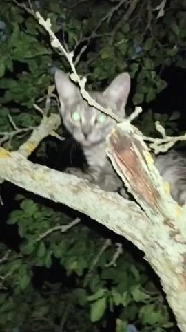 A grey tabby kitten with bright green eyes is perched on a lichen-covered tree branch at night. The kitten looks directly at the camera, then turns its head away, displaying its striped fur. The surrounding foliage is dark, indicating a nighttime setting. The camera angle is close-up and shaky.