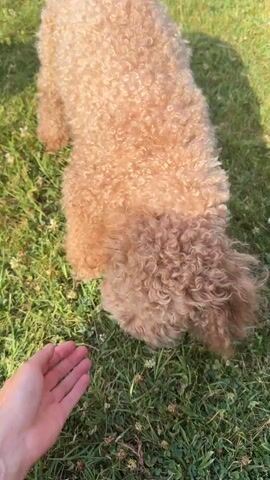 This is a close-up video showing two light brown, curly-haired dogs, likely poodle mixes, playing on a sunny, grassy area. A person's hand is visible throughout the video, petting and interacting with the dogs. The dogs appear to be happy and engaged, with one dog sniffing the ground and the other looking towards the camera. The lighting suggests it is daytime, likely late afternoon due to the warm, golden hue of the sunlight and the shadows cast on the grass. The setting appears to be outdoors, possibly a park or a backyard, given the presence of green grass and the natural light. There is no visible text in the video. The overall mood is one of warmth, playfulness, and affection between the person and the dogs.
