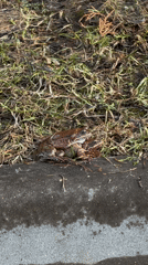 Frogs observed mating on concrete surface in Russia
